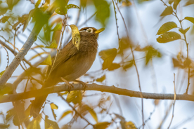 画眉空山鸟语图片