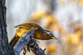 画眉空山鸟语图片