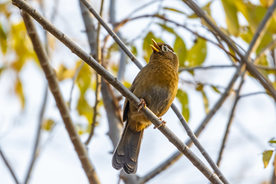 画眉空山鸟语图片