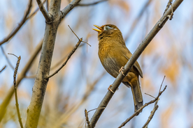 画眉空山鸟语图片