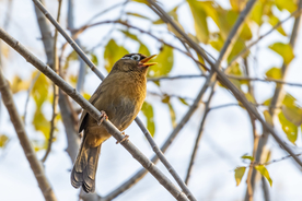 画眉空山鸟语图片