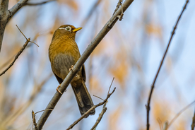 画眉空山鸟语图片