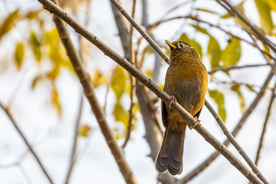 画眉空山鸟语图片