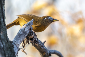 画眉空山鸟语图片