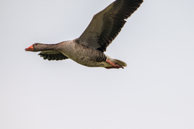 大雁空山鸟语图片