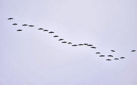 大雁空山鸟语图片