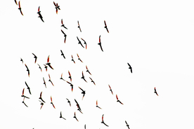 大雁空山鸟语图片