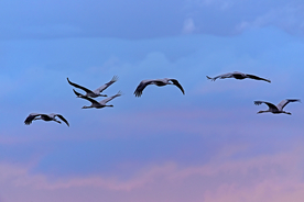 大雁空山鸟语图片