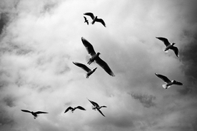 大雁空山鸟语图片