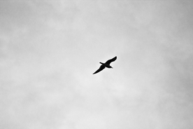 大雁空山鸟语图片