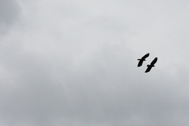 大雁空山鸟语图片