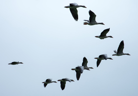 大雁空山鸟语图片