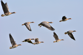 大雁空山鸟语图片