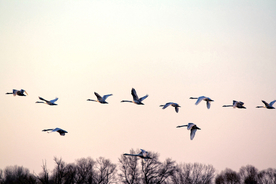 大雁空山鸟语图片