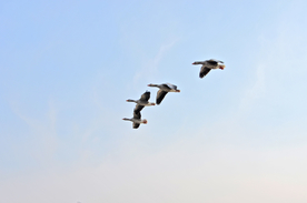 大雁空山鸟语图片