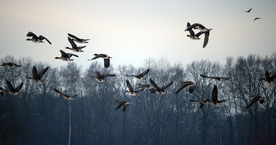 大雁空山鸟语图片