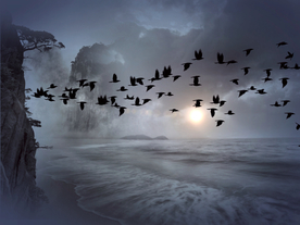 大雁空山鸟语图片