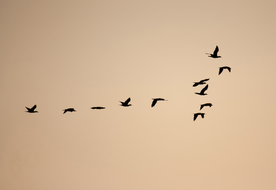 大雁空山鸟语图片