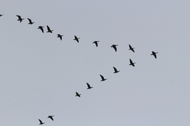 大雁空山鸟语图片