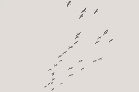 大雁空山鸟语图片