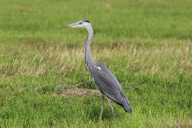 苍鹭空山鸟语图片