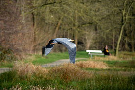 苍鹭空山鸟语图片
