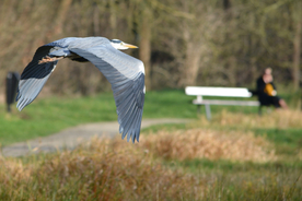 苍鹭空山鸟语图片