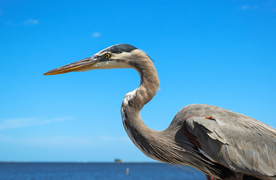 苍鹭空山鸟语图片
