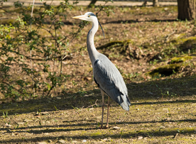 苍鹭空山鸟语图片