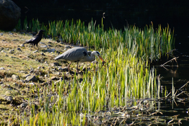苍鹭空山鸟语图片