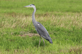 苍鹭空山鸟语图片