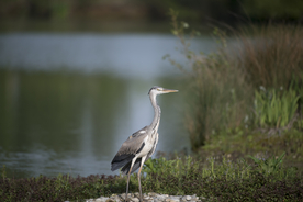 苍鹭空山鸟语图片