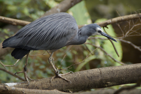 苍鹭空山鸟语图片