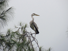 苍鹭空山鸟语图片