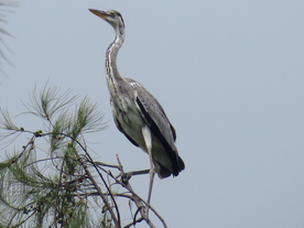 苍鹭空山鸟语图片