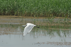 苍鹭空山鸟语图片