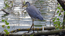 苍鹭空山鸟语图片
