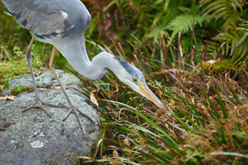 苍鹭空山鸟语图片