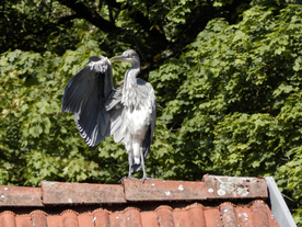 苍鹭空山鸟语图片