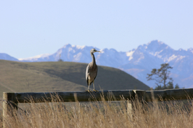 苍鹭空山鸟语图片
