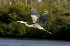 苍鹭空山鸟语图片