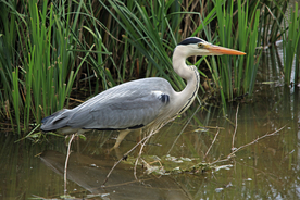 苍鹭空山鸟语图片