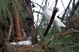 白鸽空山鸟语图片