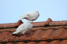 白鸽空山鸟语图片