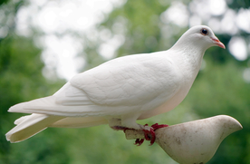 白鸽空山鸟语图片