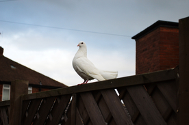 白鸽空山鸟语图片