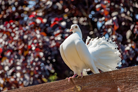 白鸽空山鸟语图片