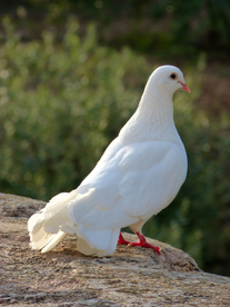 白鸽空山鸟语图片