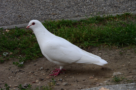白鸽空山鸟语图片