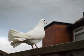 白鸽空山鸟语图片